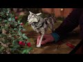 Nowheres Wolf Stop Motion : Animation Director Suzanne Twining