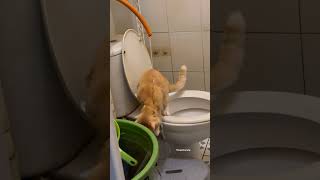 Part 6 | oyen chemong main air #cat #oyen #kucingoyen #kucing