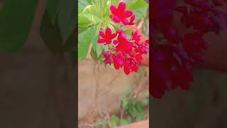 nature beauty 😍#life#desi#life#new#nature #beautyofnature  stlye#nature#love #punjabisong 💝😍