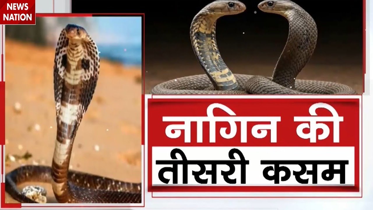 Snake Mystery in Bharatpur: भरतपुर से रेवाड़ी के बीच नागिन के इंतकाम की अफवाह। Rajasthan। Crime