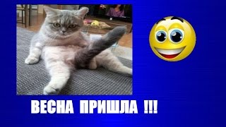 ржач !★ПРИКОЛЫ С ДОМАШНИМИ ЖИВОТНЫМИ ! демотиваторы ржач !★ПРИКОЛЫ С ДОМАШНИМИ ЖИВОТНЫМИ ! демотиваторы
