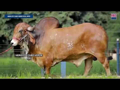 LOTE 25   WSD 203
