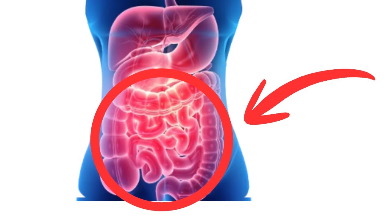 The Hidden Secret Behind Eternal Health | The good gut audio summary