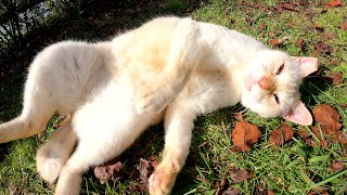 薄茶シロ猫がゴロンと寝転んで笹かまぼこみたいなお腹を見せてくれた