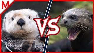 24💥Sea Otter vs Giant Otter | +Great White vs Saltwater Crocodile winner