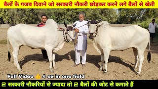 ये दोनों सरकारी नौकरी छोड़कर करने लगे बैलों से खेती😳4 Haryana Breed Ox in one field👍 बैलों के दिवाने