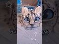 Packaging my first sale!! °.☆.• #catmask #fypage #alterhuman #cosplay #costume #theriantropy