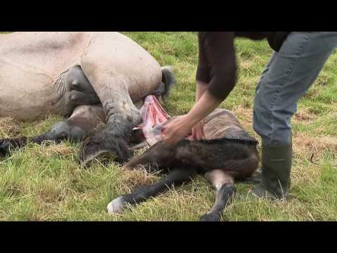 Video: Pasgeboren Baby Loopt