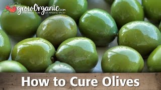 How to Cure and Preserve Your Own Olives