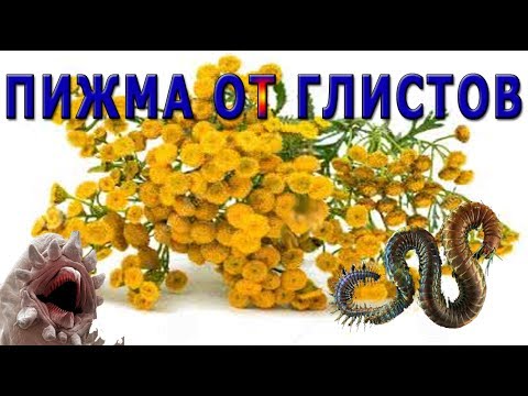 ★Избавляемся от ПАРАЗИТОВ (Остриц и аскарид). Рецепт настойки из ПИЖМЫ от глистов.