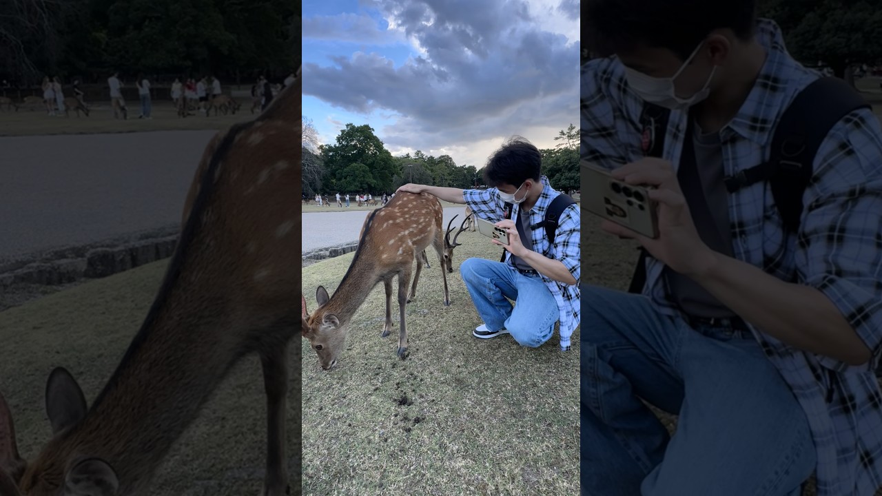 Adorable Deer in Nara