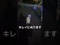 【WHOLESOME PETS】BARK LED照明付き伸縮リード✨夜の散歩にオシャレで便利なリードはいかがすっか？