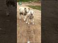 Brave Handicapped Sheep Walks Against All Odds Heartwarming Animal Story