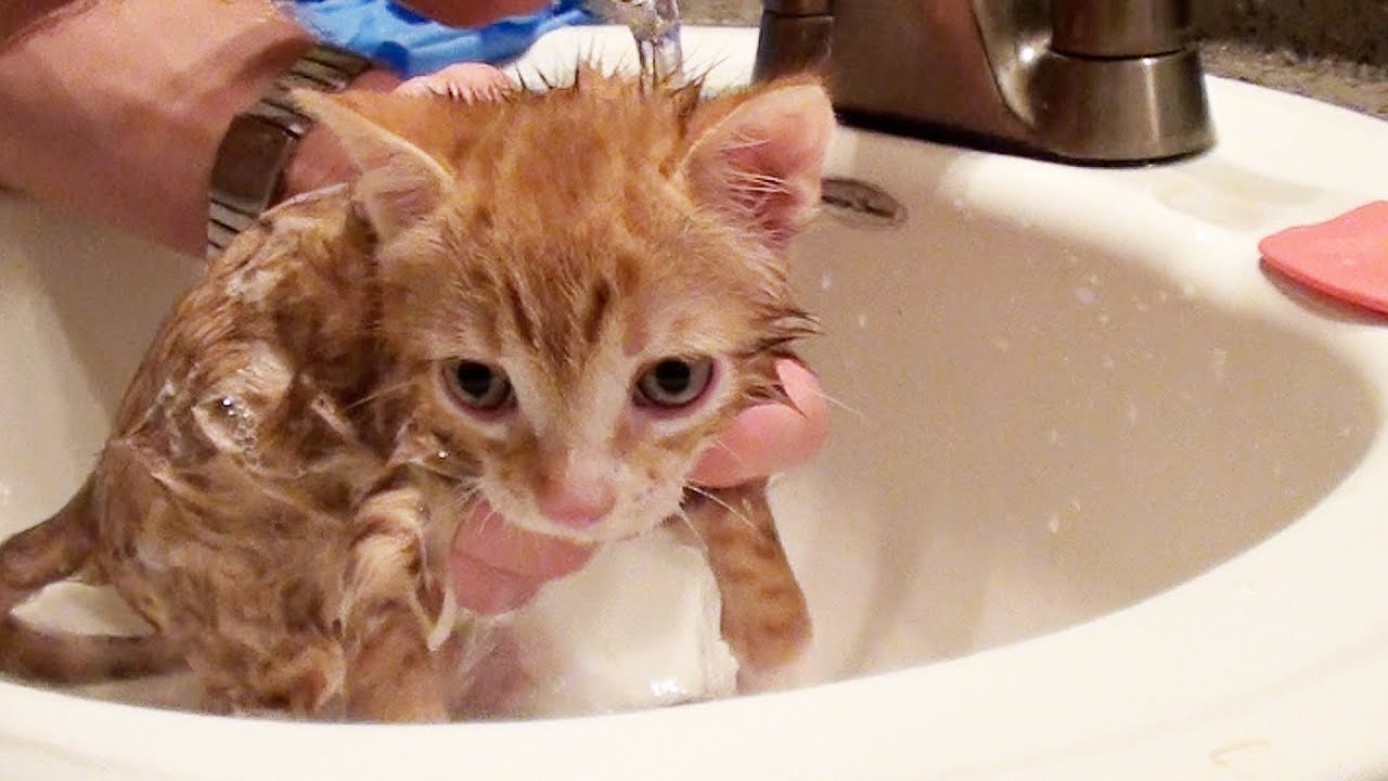 First Bath fur Kitten Marmalade!