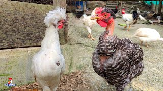 Liberando a las gallinas 🐔 MURI0 un pollito Sedoso 😢 Limpiando el gallinero by Vida con Plumas 12,324 views 4 weeks ago 16 minutes