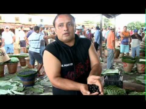 O Açaí Documentário