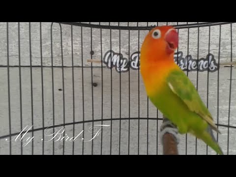 Pancingan Ampuh Suara Burung Lovebird Ngekek Panjang Youtube