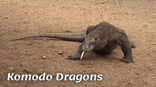Komodo Dragons | Komodo national park | Rinca Island, Indonesia