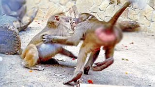 видео: НЕ вся КУСАЧАЯ энергия Степана направлена в мирое русло! Гамадрил СТЁПА НАПАЛ на Маню! картинка: НЕ вся КУСАЧАЯ энергия Степана направлена в мирое русло! Гамадрил СТЁПА НАПАЛ на Маню!