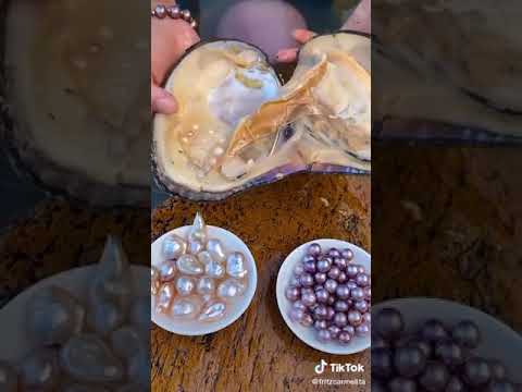 استخراج اللؤلؤ من المحار