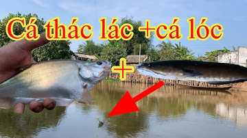 Câu cá lóc vs cá thác lác quá đã #18  #nguyễnsangtv