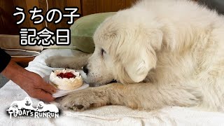 【うちの子記念日】ルンルンが家族になって10年が経ちました　Great Pyrenees　グレートピレニーズ