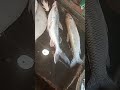 Huge Fish Market Display Giant Fresh Fish Collection #shorts #fin_cuts_tv