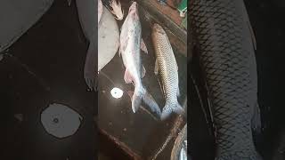Huge Fish Market Display Giant Fresh Fish Collection #shorts #fin_cuts_tv