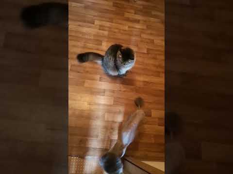 Видео: Мои котики