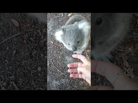 Cute Little Koala Comes up for a Cuddle || ViralHog