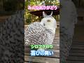 ファンが増えて嬉しいシロフクロウ20260517ライブ配信ハイライト#シロフクロウ #snowyowl #フクロウ #owl