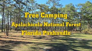 Free Camping Apalachicola National Forest Florida Panhandle