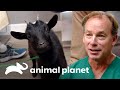 Elmer, la cabra mascota que se lastimó | Dr. Jeff, Veterinario | Animal Planet
