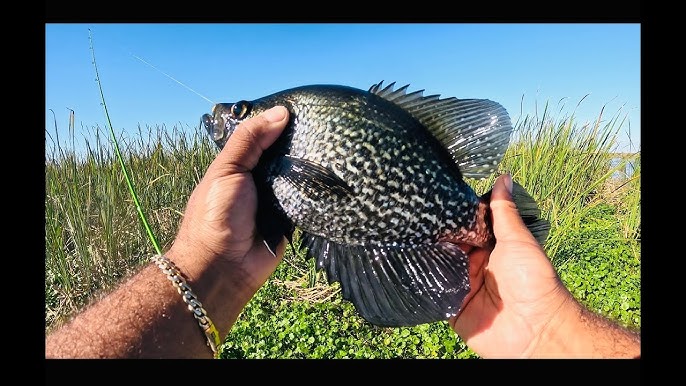 How to VERTICAL JIG for Shallow Water CRAPPIE