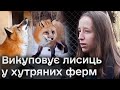 🦊😻 Рятує лисиць із хутряної ферми і робить з них зірок! Вінничанка у  середмісті влаштувала притулок