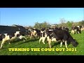 TURNING THE COWS OUT 2021