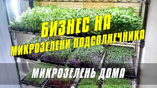 Бизнес на Микрозелени подсолнечника - За сколько я продаю микрозелень подсолнечника?!