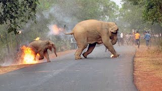 Только посмотрите, как слоны пытаются помочь людям!