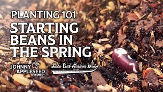 Planting 101: Starting Beans In the Spring