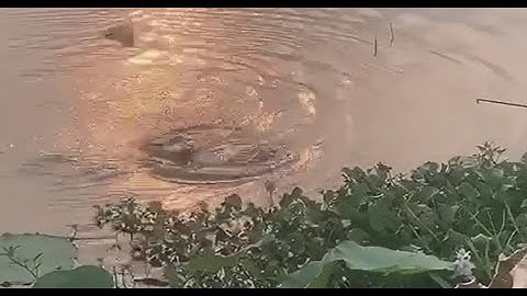 Câu cá rô phi, tìm cá chép lang thang. Kết hợp lure lóc