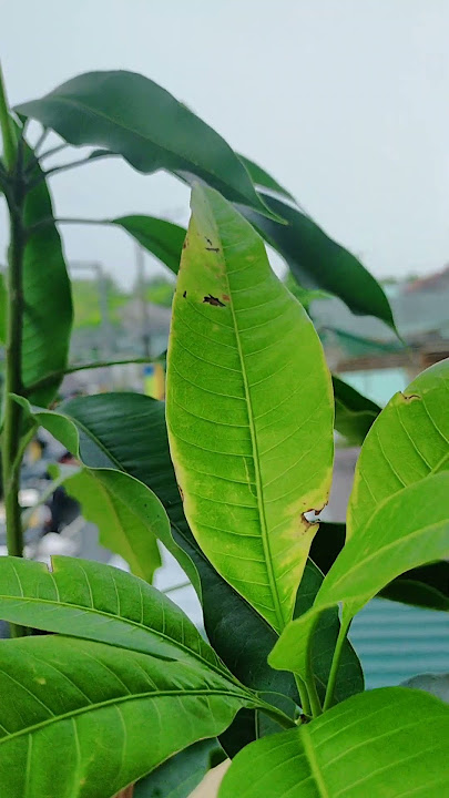 🌿 Mango Tree Leaves with Disease: What to Do | See Comment