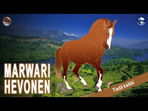 MARWARI, hevonen, jota