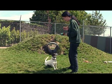 Video: Cara Merawat Anjing Setelah Neutering Surgery - 24 Jam Pertama