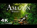 Amazon Wildlife In 4K - Animals That Call The Jungle Home | Amazon Rainforest | Heart Music