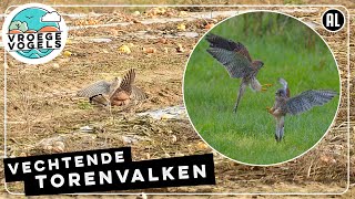 Vechtende torenvalken | Zelf Geschoten | Vroege Vogels