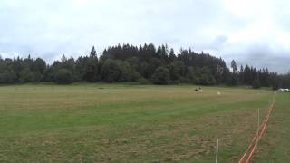 WWHA LGRA  at Roy, WA May 24, 2014 Program 1 -- Italian Greyhound by James Johannes 8 views 9 years ago 19 seconds