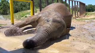 The Elephant Sanctuary | Nosey&#39;s Firehose Bath