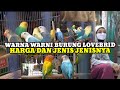 KAMIS 06 JULI 2023||CEK HARGA BURUNG LOVEBIRD TERBARU DI PASAR BURUNG PRAMUKA KIOS PAK KASMIN