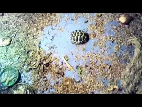 Video: Kako Skrbeti Za Kopensko želvo