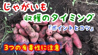 じゃがいも収穫のタイミング【ジャガイモの植え方と育て方】